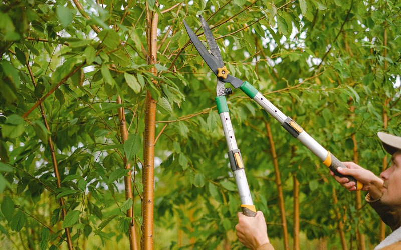 Tree trimming in Leola, SD